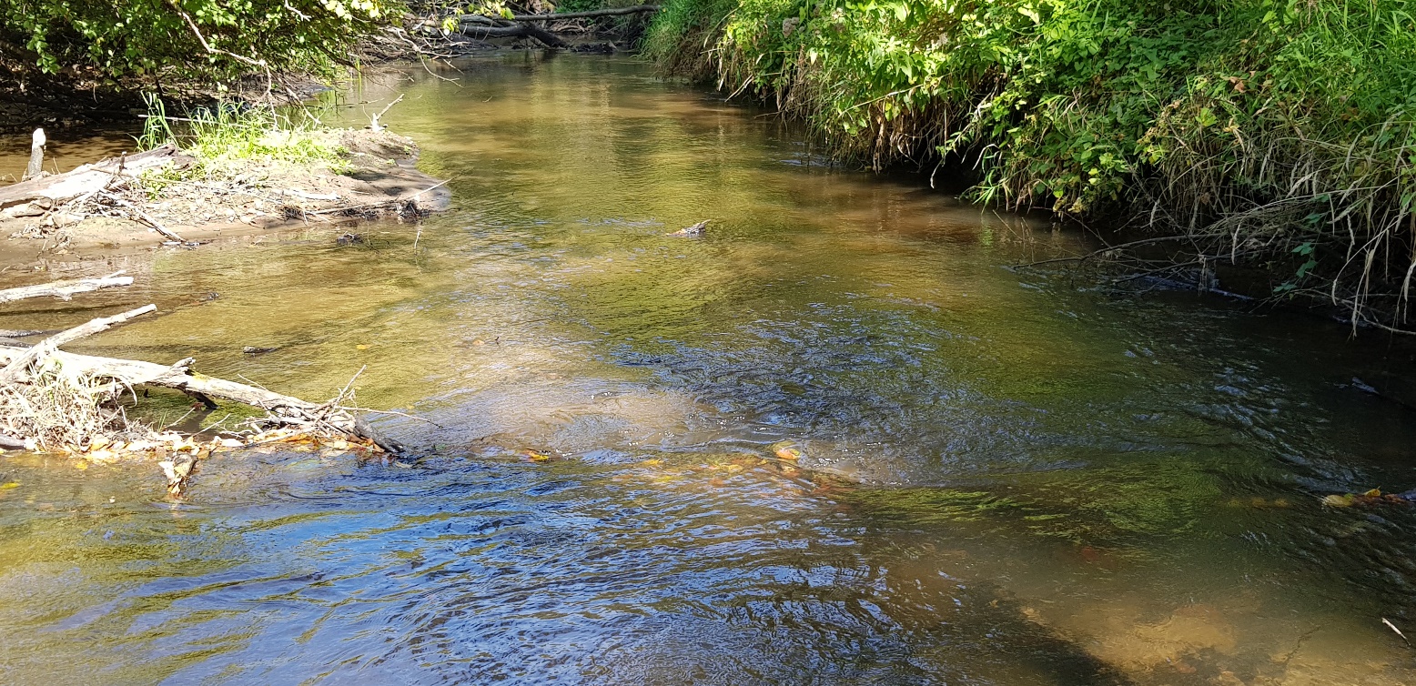 Sąpólna – Żabówko S-ŻA